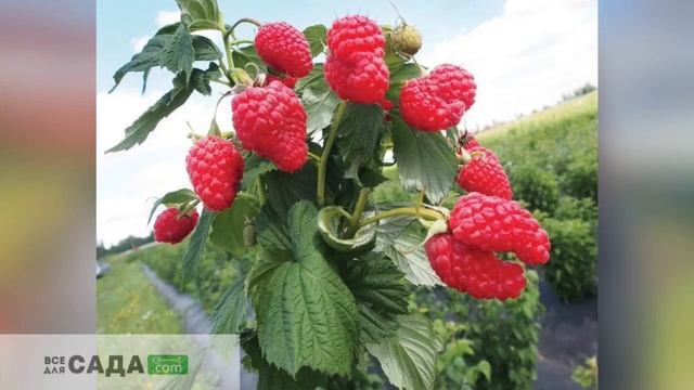 ОБЗОР СОРТА МАЛИНЫ ИЗОБИЛЬНАЯ КАЗАКОВА смотреть онлайн