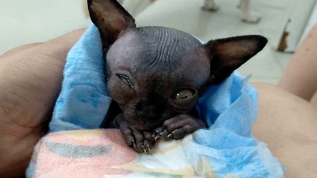 Хозяева хотели усыпить страшного котенка! Врачи сказали, что он долго не проживет! смотреть онлайн