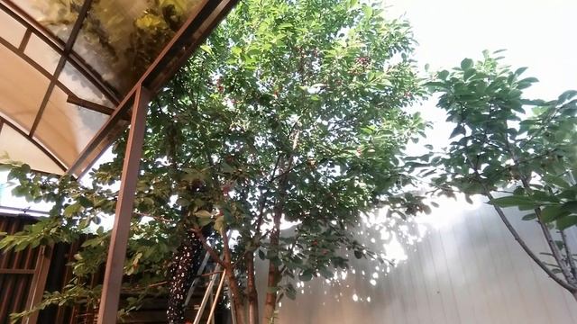 ПЕРВЫЙ УРОЖАЙ ЧЕРЕШНИ, сорт "Ранняя Ленинградская". смотреть онлайн