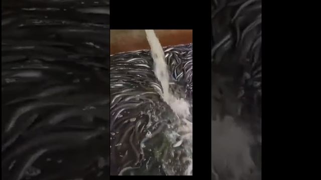 How To Survive an Electric Eel Attack ।#Shorts смотреть онлайн