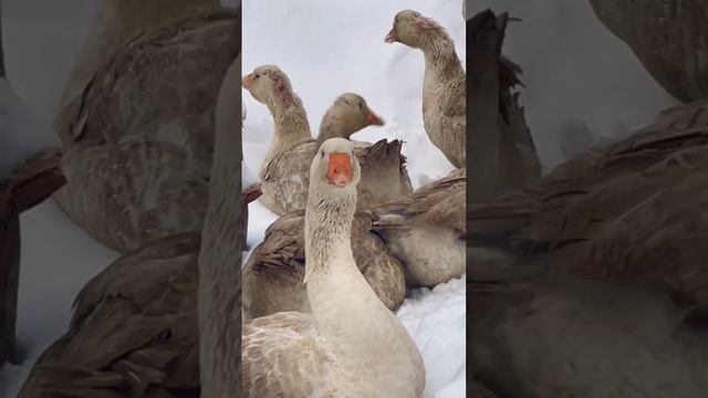 Как узнать какая гусыня несёт яйца? смотреть онлайн