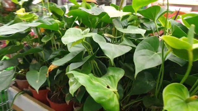 Комнатные растения в апреле 2023. Леруа Мерлен. смотреть онлайн