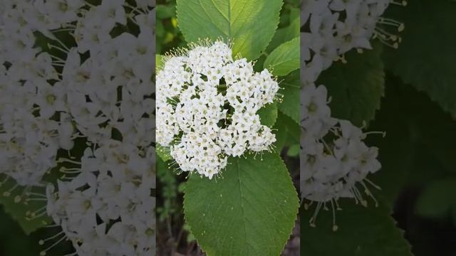 Калина гордовина #shorts #калина #цветы #flowers смотреть онлайн
