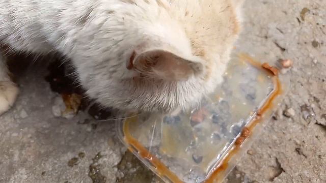 #1 Кормлю уличных котиков ?