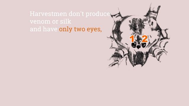 Aha Nature Moments: Daddy Long Legs смотреть онлайн