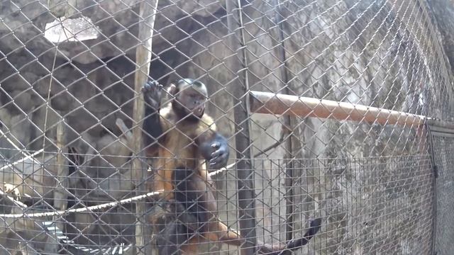 Капуцинки в зоопарке Као Кео, Таиланд, Паттайя смотреть онлайн