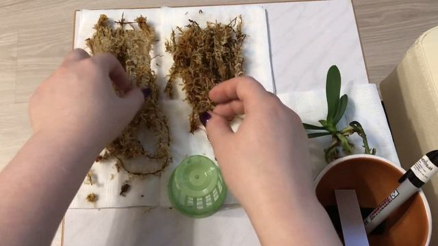 Новая орхидея из Азии SEDIREA JAPONICA. Посадка на моховую кочку. Немного о растении. смотреть онлайн