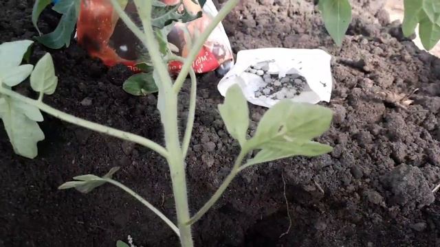 Как высаживать томаты в теплицу! Пошаговая инструкция смотреть онлайн