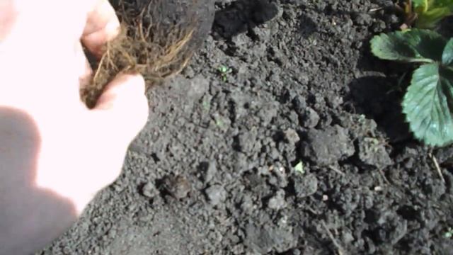 Вся правда о рассаде земляники...как она есть! смотреть онлайн