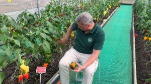 Перец F1 Оранжевое Чудо