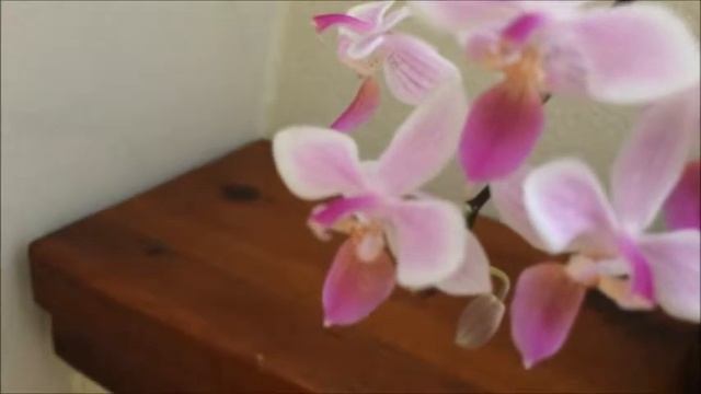 Phalaenopsis Venus ''Equestris x lindenii смотреть онлайн