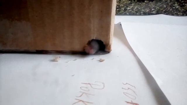 Жизнь животных#1 смотреть онлайн