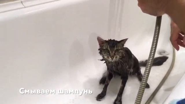 Как помыть кошку ? Все очень просто. смотреть онлайн