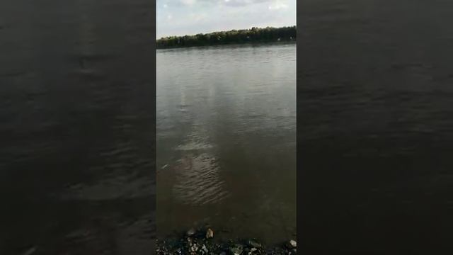 Сазан на Оби смотреть онлайн