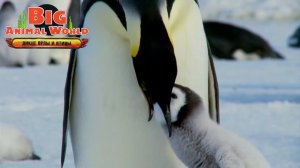 BIG ANIMAL WORLD ДИКИЕ ОРЛЫ И ПТИЦЫ ИМПЕРАТОРСКИЙ ПИНГВИН игрушки как ДЕАГОСТИНИ