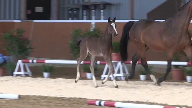 Katalog Nr. 21 - Nepomuk * Hengstfohlen * Necofino / Quintero / Lavaletto смотреть онлайн