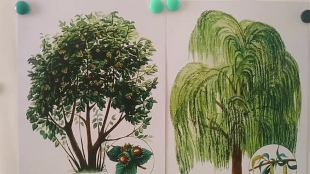 Ознайомлення із соціумом "Рослини навесні" смотреть онлайн