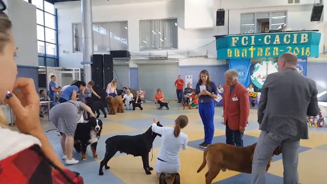 Полтава-2018. FCI-CACIB. BIG, group II смотреть онлайн