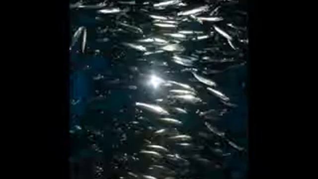 Про Шпроты смотреть онлайн