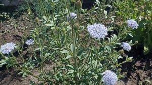 Дидискус, обзор цветения