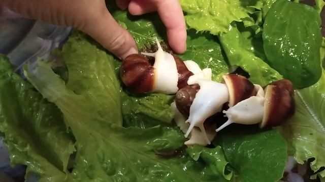 Продам, улитята бенины. смотреть онлайн