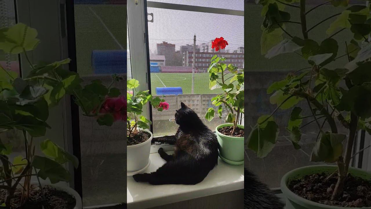 Первое тепло)). ловит солнышко)) смотреть онлайн