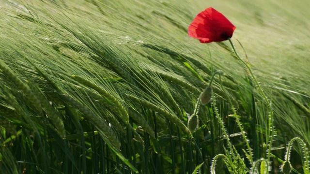 Алексей Мандельштам - Одинокий цветок (Осознание)