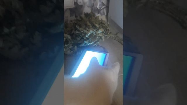 кошка Бэлла играет с рыбками)умора🤣 смотреть онлайн