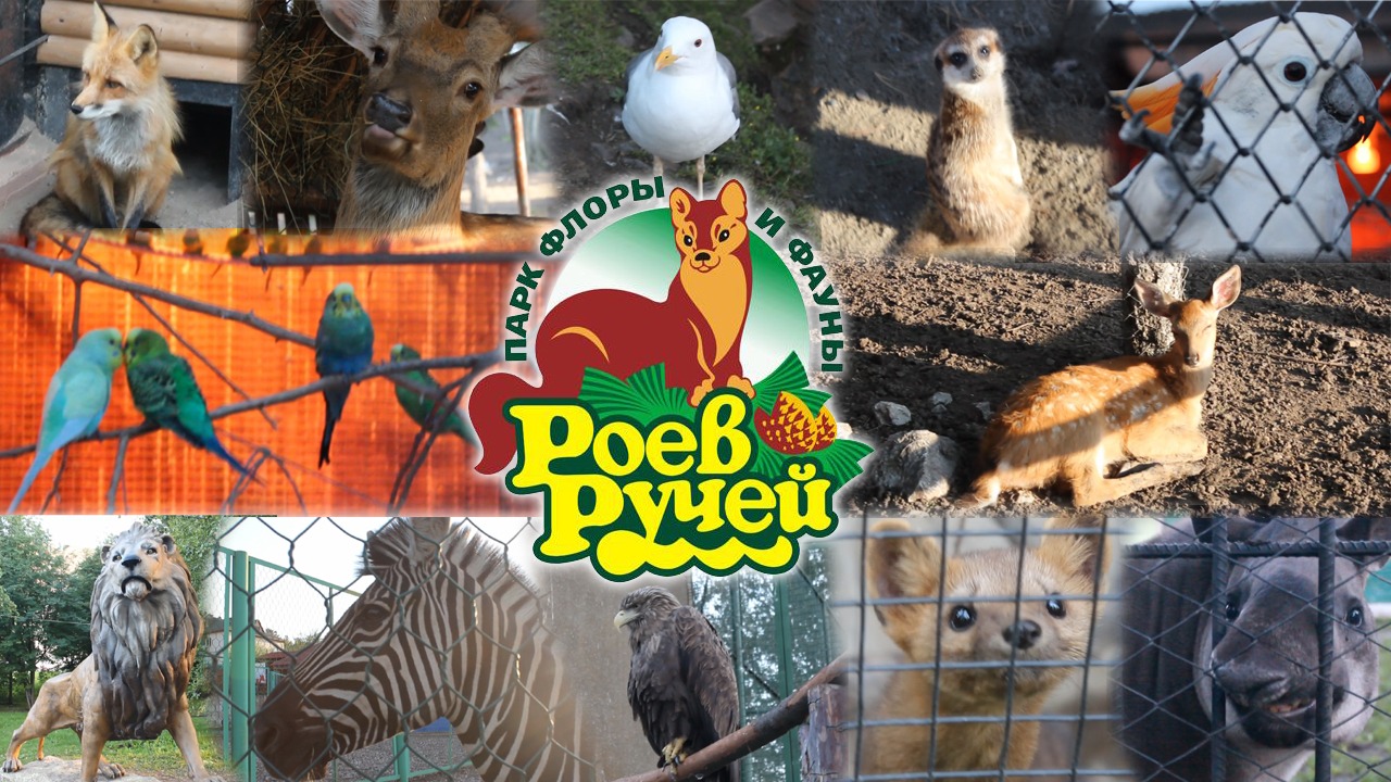 Зоопарк 'Роев ручей' 2014 (Zoo 'Swarms creek' russia) смотреть онлайн
