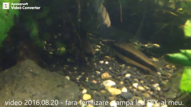 Aquarium 60 Litr - development in 2 months 2016.aug and 2016 okt. смотреть онлайн