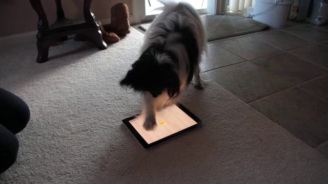 Papillon playing RSPCA Cats app смотреть онлайн