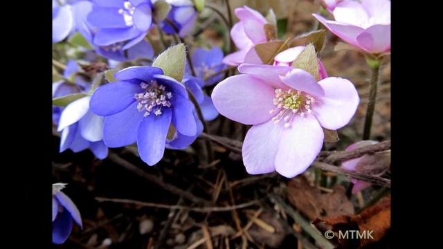 Zwiastuny wiosny: Przylaszczka pospolita / Hepatica nobilis смотреть онлайн