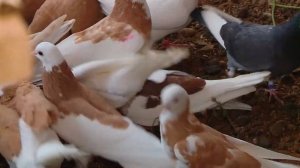 ижевские высоколетные голуби