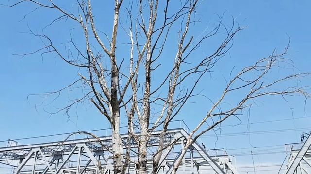 Белолистка | Жизнь в Адлере смотреть онлайн