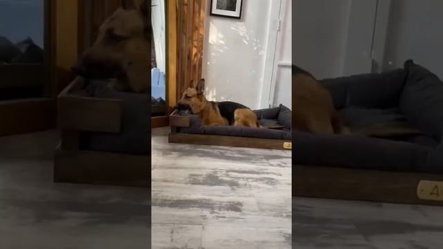 Лежанка XXL 120х80 см смотреть онлайн