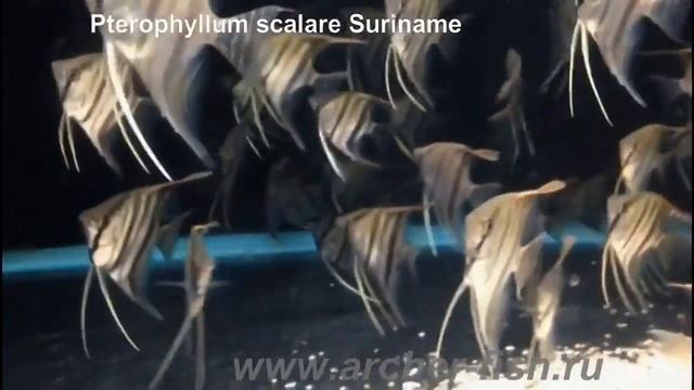 Pterophyllum scalare Suriname смотреть онлайн