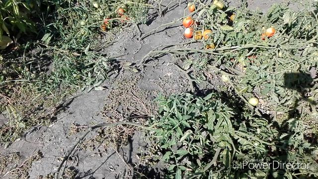 #ОгородныйВлог О родном отце моей дочери.1) смотреть онлайн