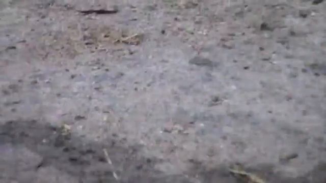 Семеновские (чубарые) утки выводок 2017 года, продаю смотреть онлайн