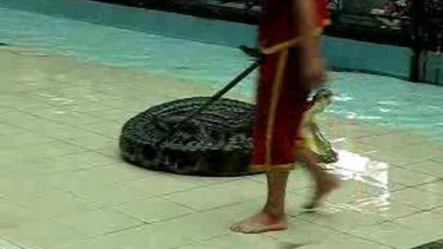 пхукет зоо смотреть онлайн