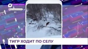 Тигры выходят к людям в селе Мельничное Красноармейского района