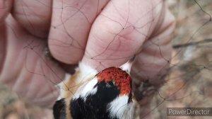 Ловля щеглов и реполовов. 18.04.2021 год.