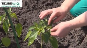 Как формировать перец. Прищипываем первый цветок, удаляем боковые побеги.