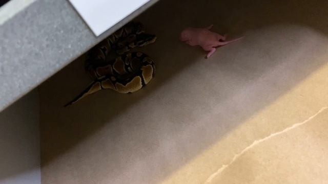 How I Feed My Ball Python Collection! Great Results! смотреть онлайн