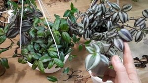 Традесканция, важно чем кормить, как вырастить ,,кабанов,, менее чем за год. Традесканция зебрина