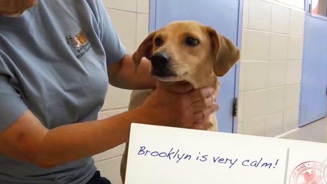 Brooklyn a 4 year old Lab:Greyhound mix available for adoption at the Wisconsin Humane Society смотреть онлайн