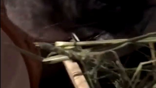Шиншиллы забавные - видео из питомника декабрь 2018 часть 2 смотреть онлайн