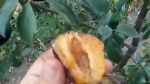 Слива сорт среднепоздний Вижен