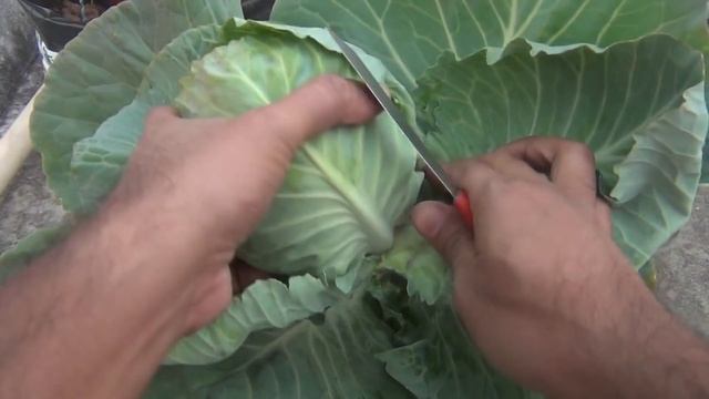 How to Grow Cabbage at Home Easily - Complete Growing Guide смотреть онлайн