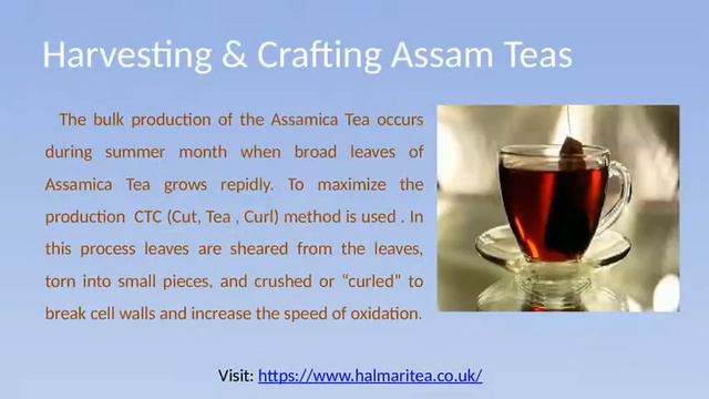 Best Quality Assam Tea Halmari Tea Online Store смотреть онлайн