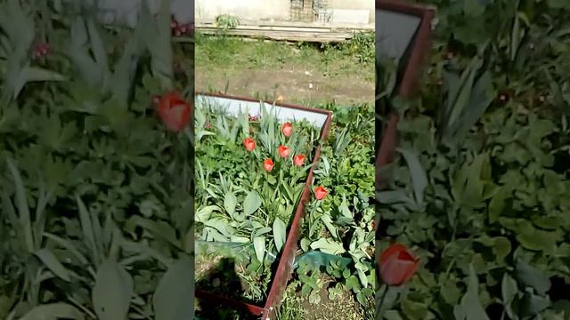 Растения на даче весной смотреть онлайн